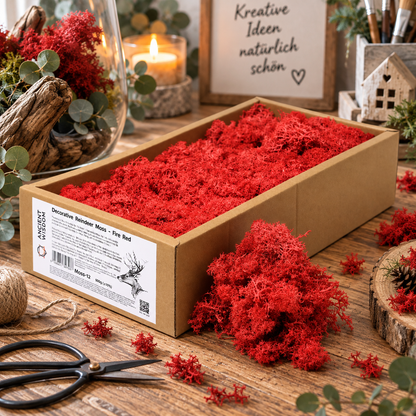 Islandmoos 500g Box – Feuerrot