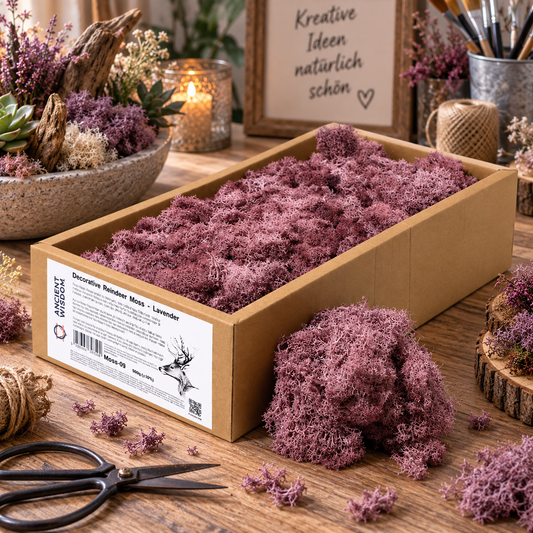 Islandmoos 500g Box – Lavendel