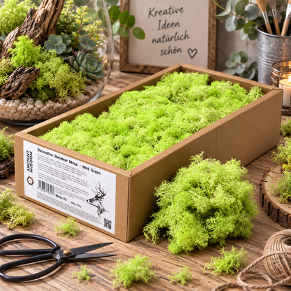 Islandmoos 500g Box – Mintgrün