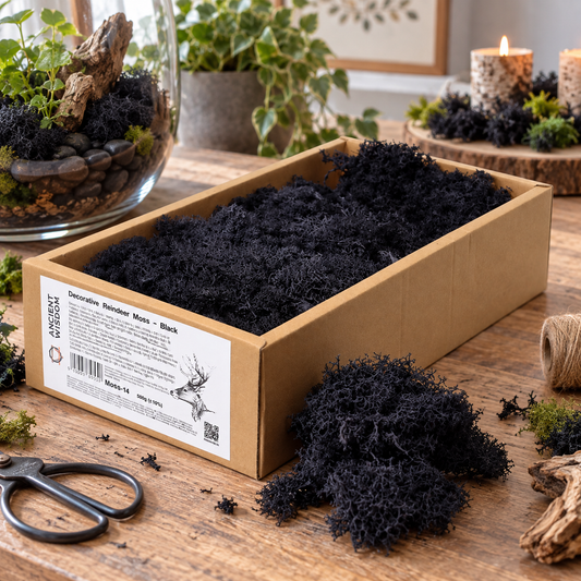 Islandmoos 500g Box – Schwarz