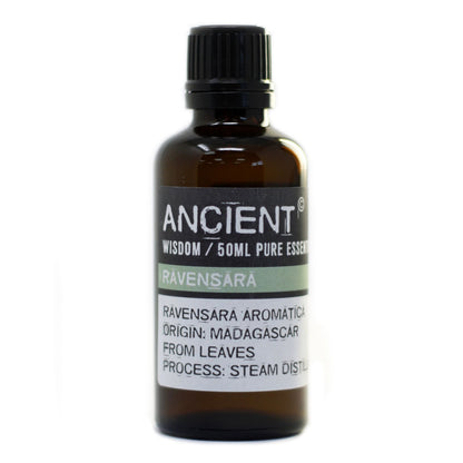 Ravensara, 50 ml ätherisches Öl - Ravensara-Aromatica