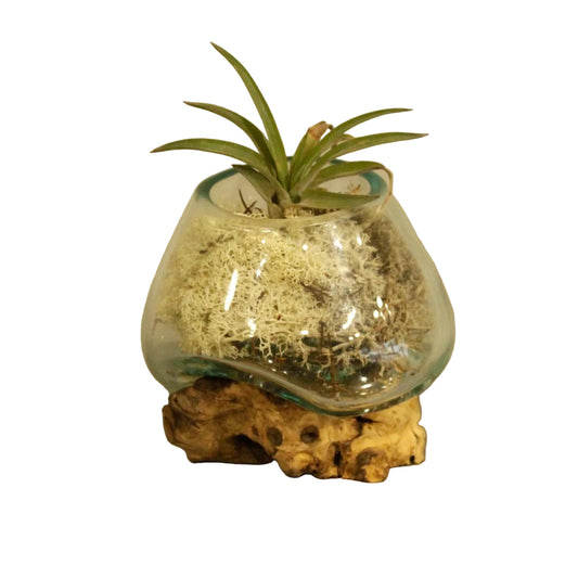 Molten Glass on Wood – Kleine Schale aus Glas und Holz