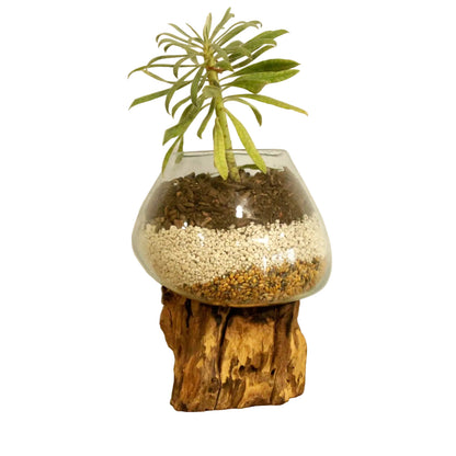 Große Schale aus geschmolzenem Glas auf Gamal-Holz